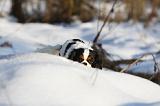 CAVALIER KING CHARLES 429